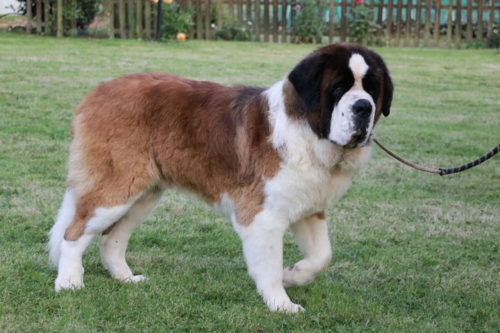 Les Chien du Saint-Bernard de l'affixe domaine du hameau du fayel