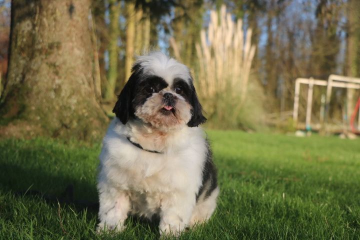 Shirley domaine du hameau du fayel