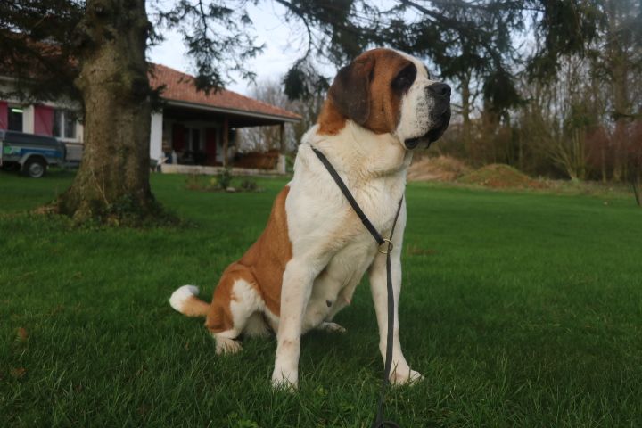 Rosie De L'écrin Du Paradis D'eawy