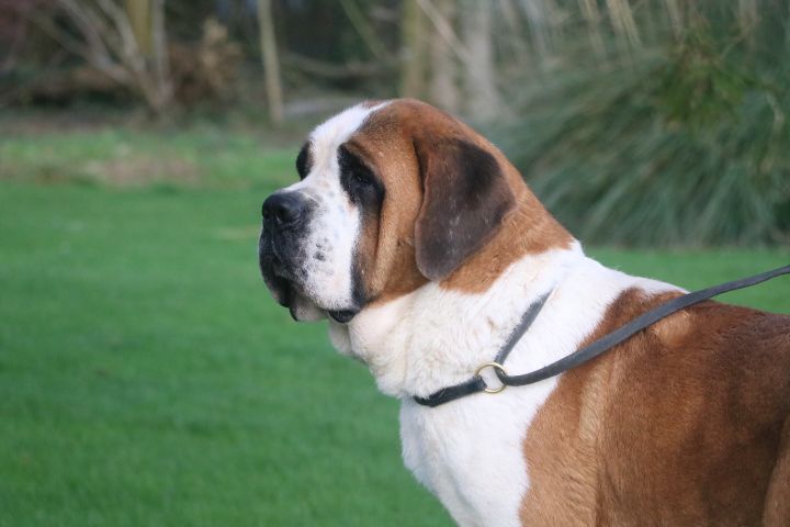 Rosie De L'écrin Du Paradis D'eawy