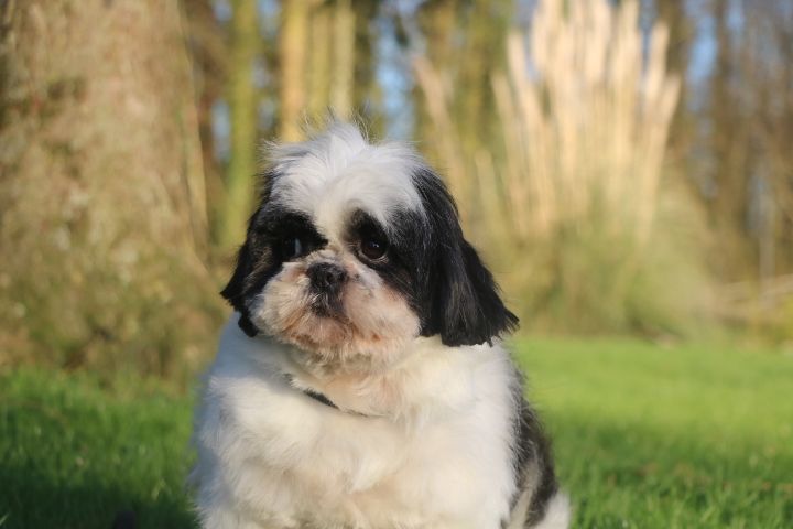 Shirley domaine du hameau du fayel