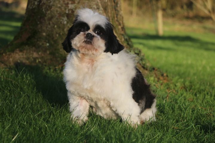 Shirley domaine du hameau du fayel