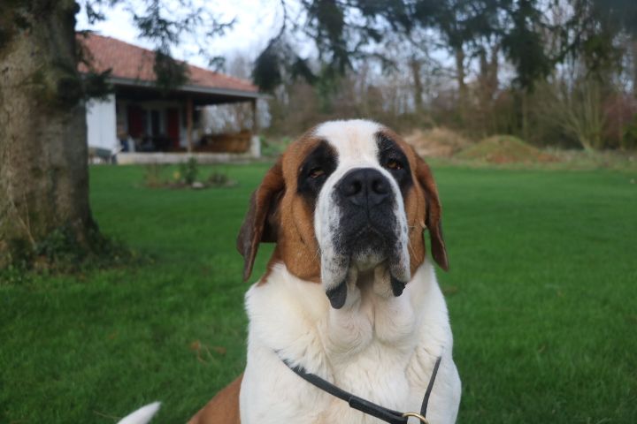 Rosie De L'écrin Du Paradis D'eawy