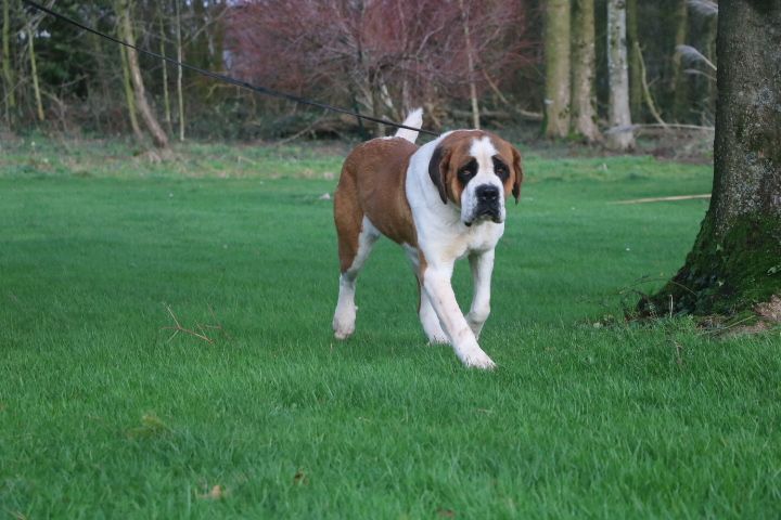 Rosie De L'écrin Du Paradis D'eawy