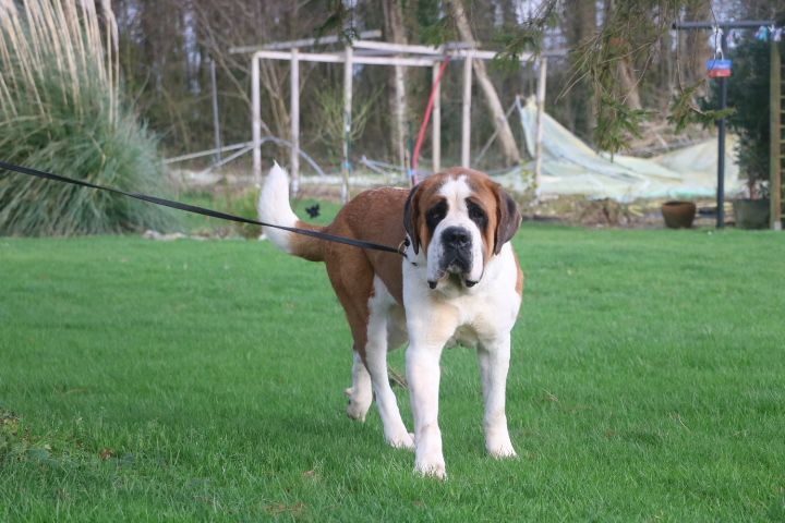 Rosie De L'écrin Du Paradis D'eawy