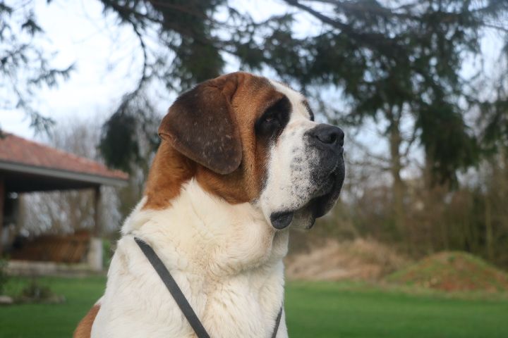 Rosie De L'écrin Du Paradis D'eawy