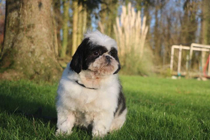 Shirley domaine du hameau du fayel