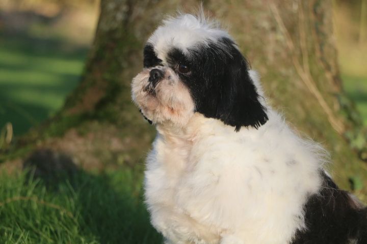 Shirley domaine du hameau du fayel