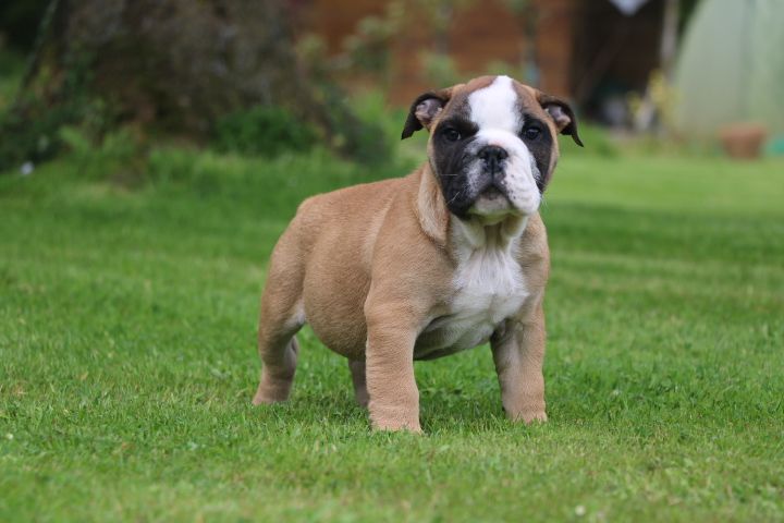 domaine du hameau du fayel - Chiot disponible  - Bulldog Anglais