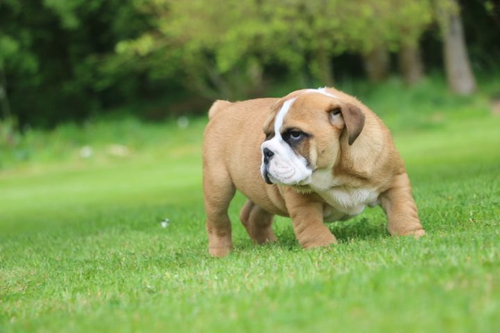 domaine du hameau du fayel - Chiot disponible  - Bulldog Anglais