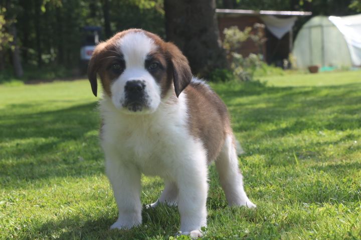 domaine du hameau du fayel - Chiot disponible  - Chien du Saint-Bernard