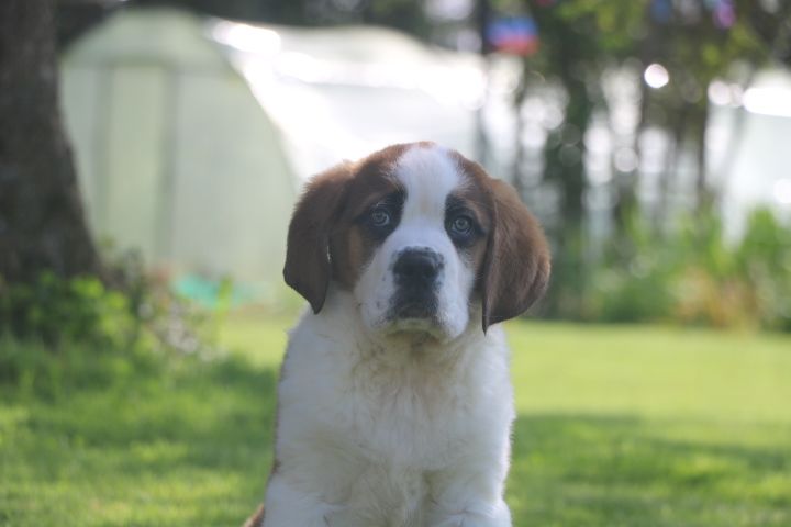 domaine du hameau du fayel - Chiot disponible  - Chien du Saint-Bernard