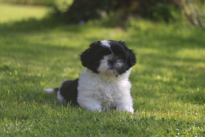 domaine du hameau du fayel - Chiot disponible  - Shih Tzu