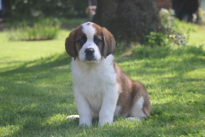 domaine du hameau du fayel - Chiot disponible  - Chien du Saint-Bernard