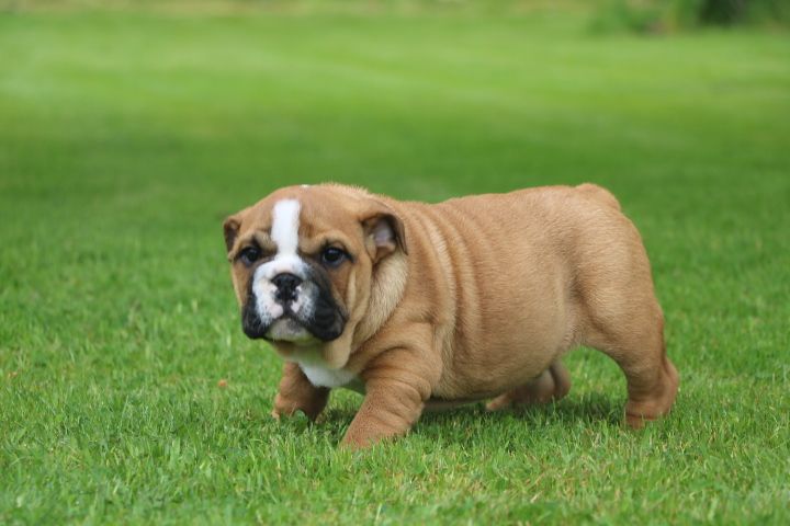 domaine du hameau du fayel - Chiot disponible  - Bulldog Anglais