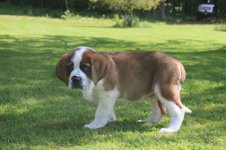 domaine du hameau du fayel - Chiot disponible  - Chien du Saint-Bernard