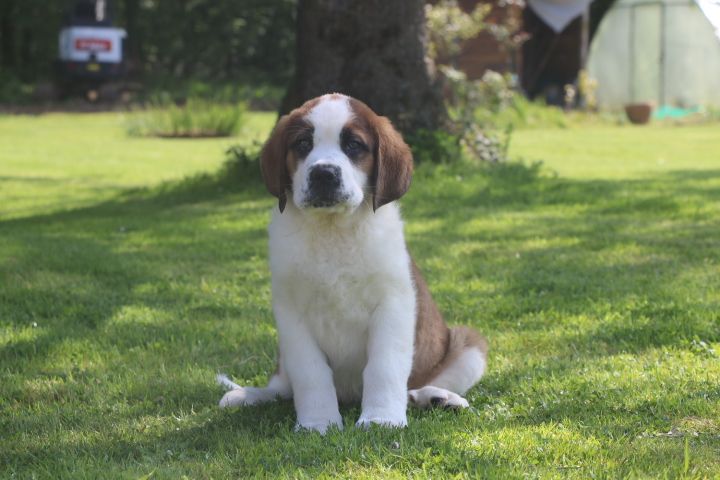 domaine du hameau du fayel - Chiot disponible  - Chien du Saint-Bernard