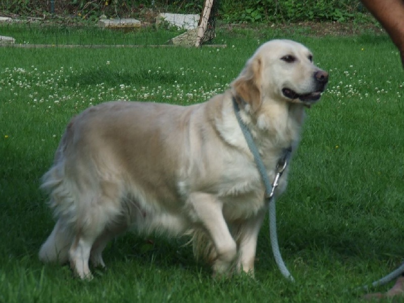 Ermione de la rivière des Aulnes