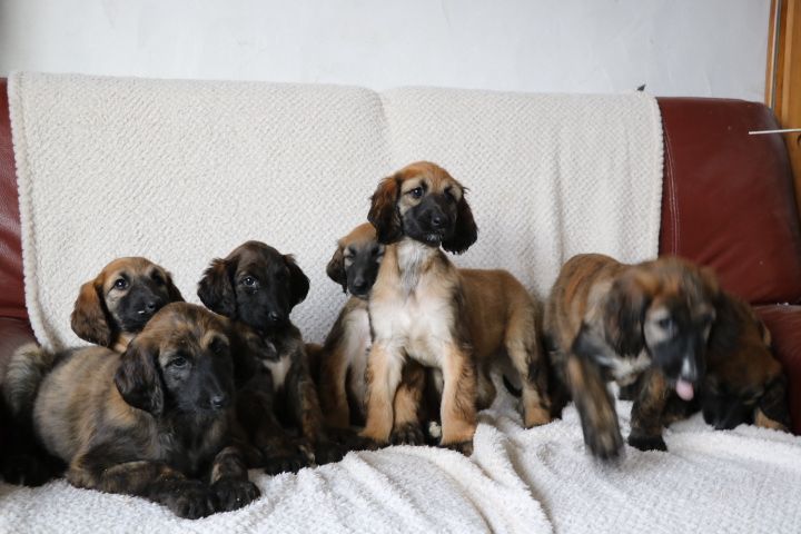 superbe portée chiots levrier afghan