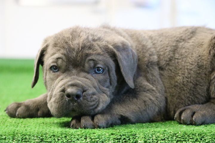 domaine du hameau du fayel - Chiots disponibles - Cane Corso