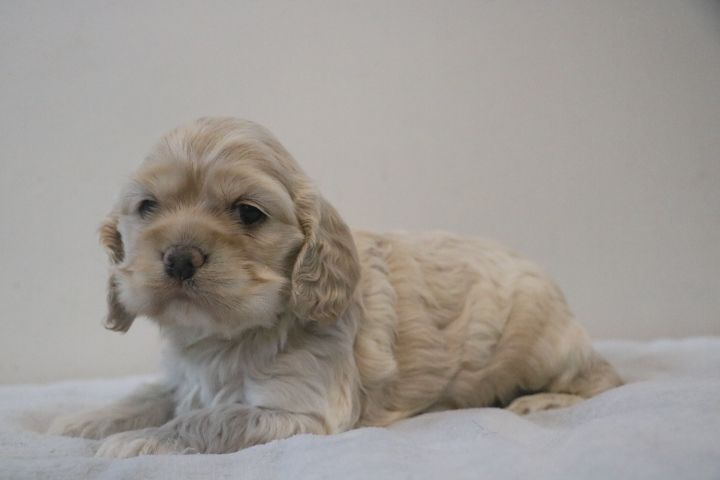 domaine du hameau du fayel - Chiots disponibles - American Cocker Spaniel