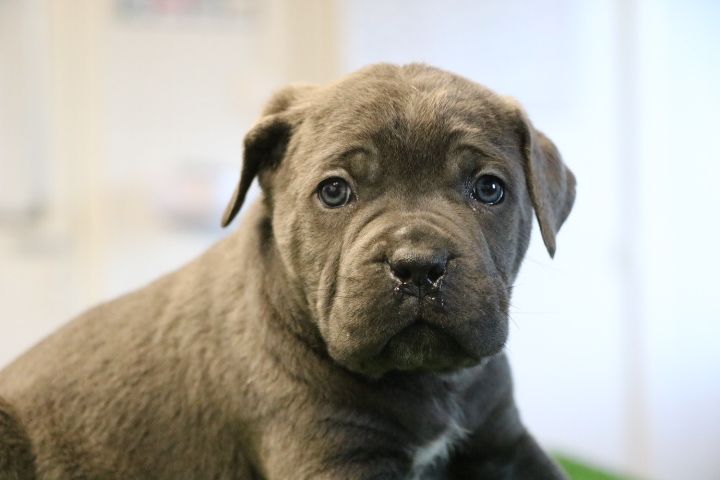 domaine du hameau du fayel - Chiots disponibles - Cane Corso