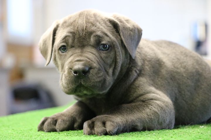 domaine du hameau du fayel - Chiots disponibles - Cane Corso