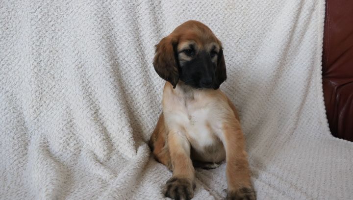 domaine du hameau du fayel - Chiots disponibles - Levrier afghan