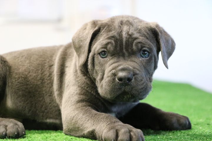 domaine du hameau du fayel - Chiots disponibles - Cane Corso