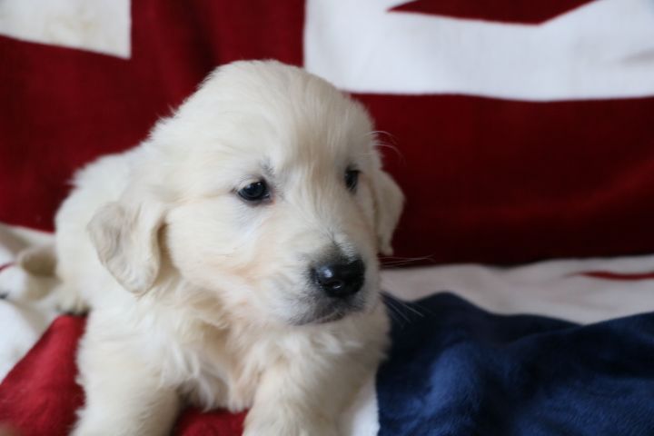 domaine du hameau du fayel - Chiots disponibles - Golden Retriever