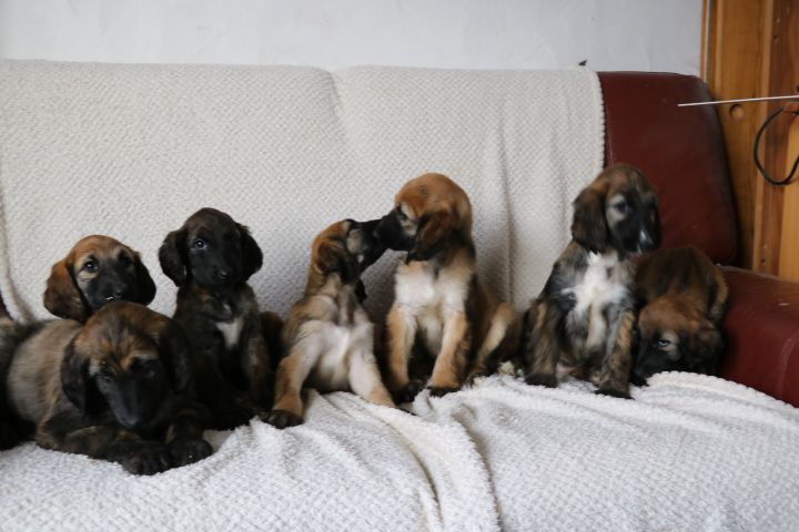 Chiot Levrier afghan domaine du hameau du fayel