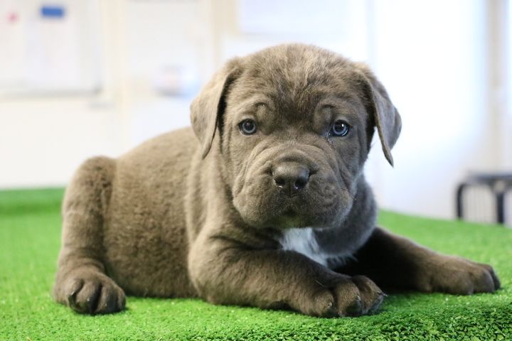 domaine du hameau du fayel - Chiots disponibles - Cane Corso