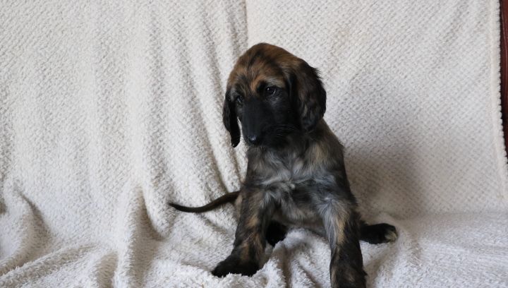 domaine du hameau du fayel - Chiots disponibles - Levrier afghan