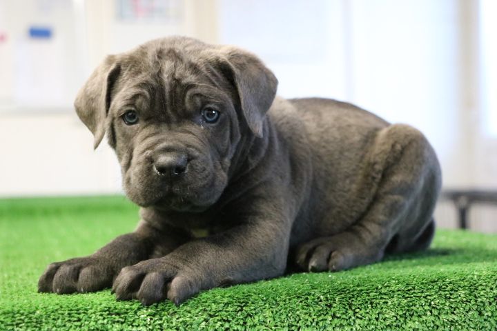 domaine du hameau du fayel - Chiots disponibles - Cane Corso