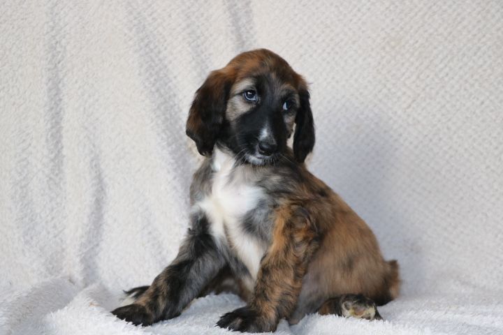 domaine du hameau du fayel - Chiots disponibles - Levrier afghan