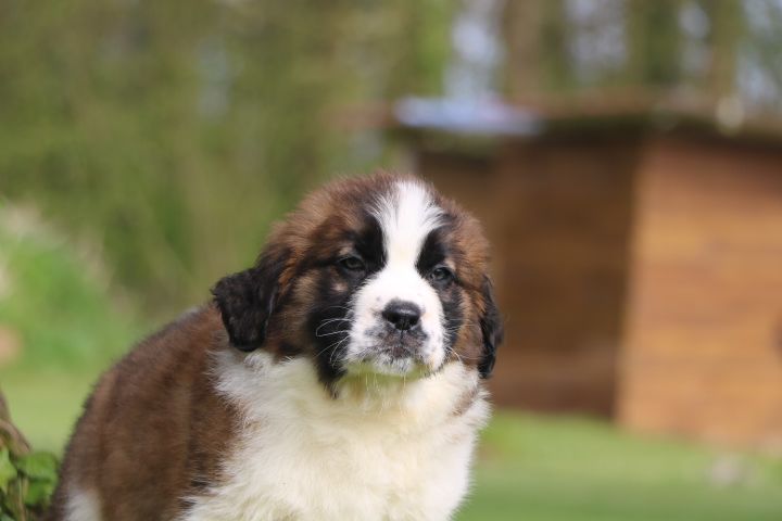 domaine du hameau du fayel - Chiots disponibles - Chien du Saint-Bernard