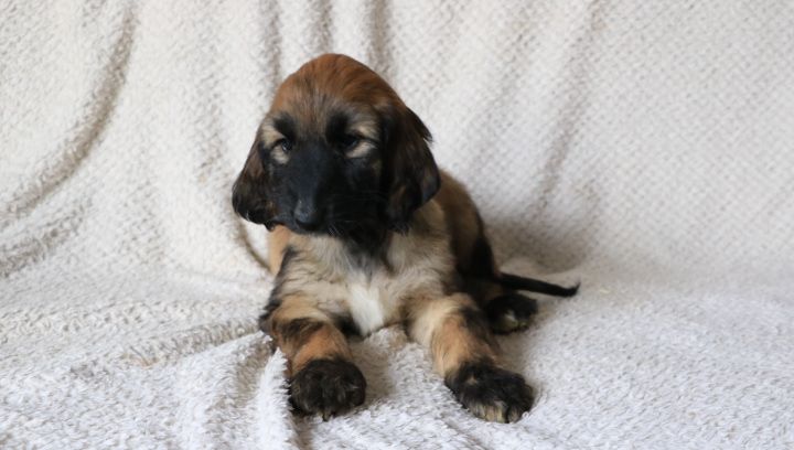 domaine du hameau du fayel - Chiots disponibles - Levrier afghan