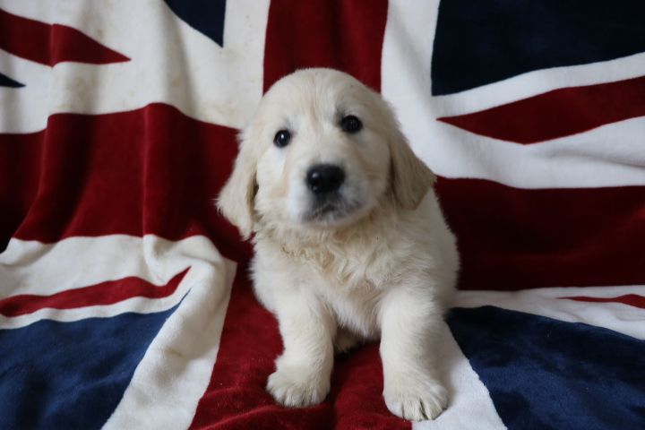 domaine du hameau du fayel - Chiots disponibles - Golden Retriever