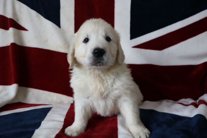 domaine du hameau du fayel - Chiots disponibles - Golden Retriever