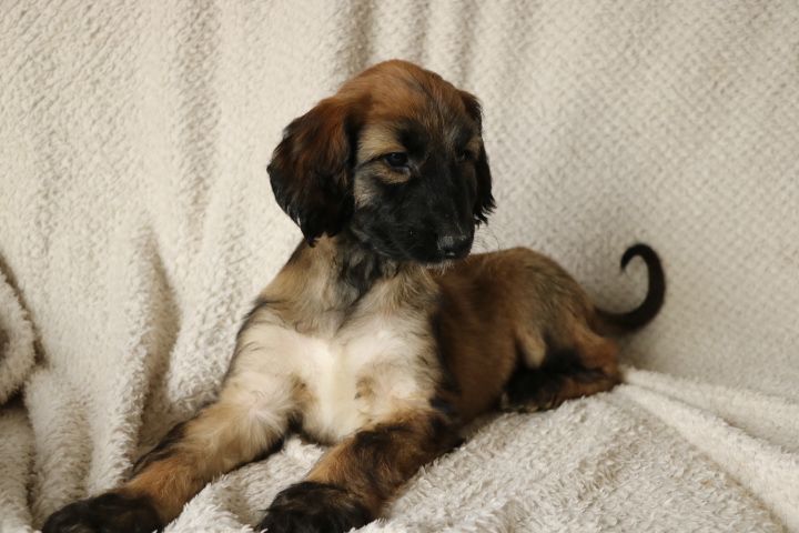domaine du hameau du fayel - Chiots disponibles - Levrier afghan