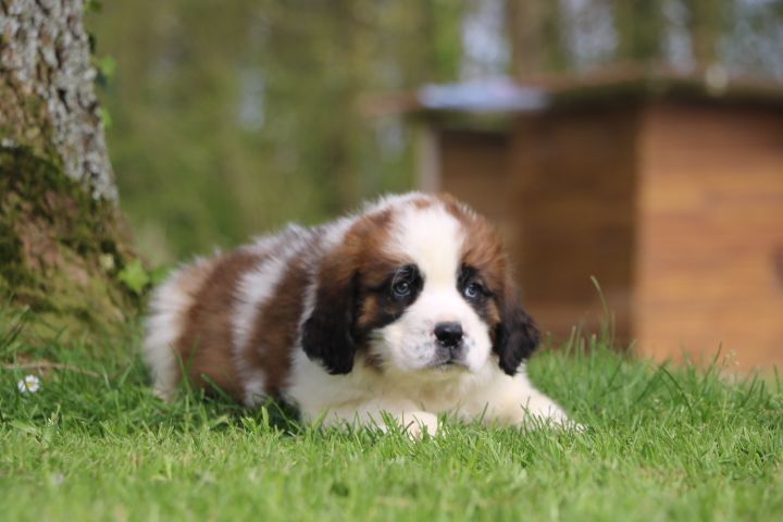 domaine du hameau du fayel - Chiots disponibles - Chien du Saint-Bernard