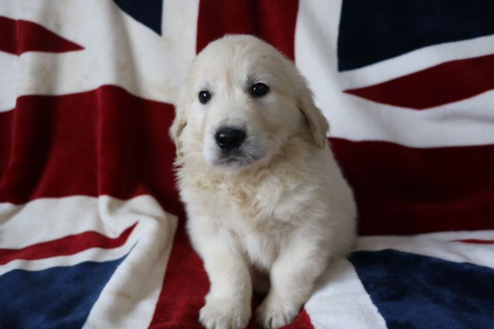 domaine du hameau du fayel - Chiots disponibles - Golden Retriever